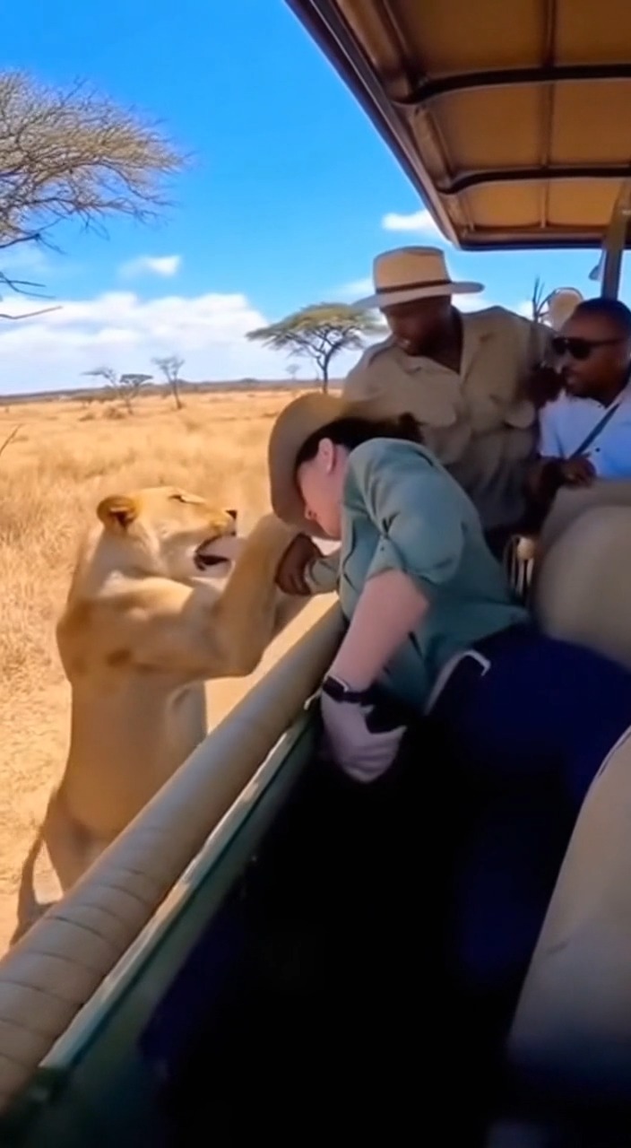 لا تفعل هذا أبداً مع الأسود! 🦁 #safari #lionattack #wildlife #shocking ...