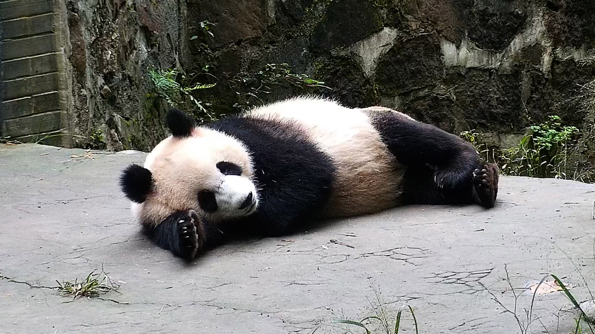 Need a mood booster? I recommend watching this sleeping panda! A little ...