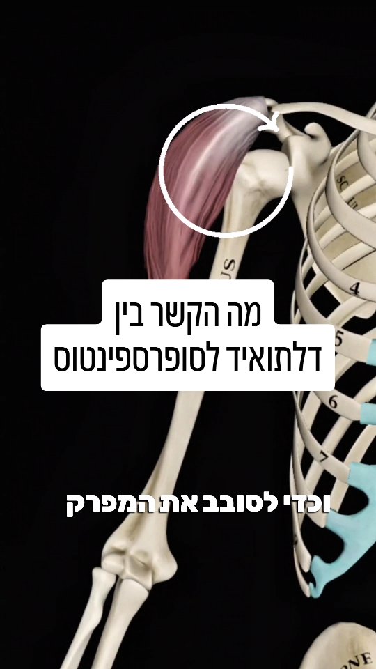 לשריר הדלתא יש חלק חשוב ביצוב הכתף! הכוח שהוא מפעיל תמיד ידחוס את המפרק ...