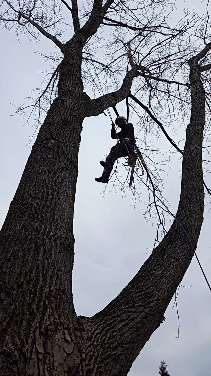 Zero Fear 🔥 #slowmotion #nofear #reelsviralシfb #TreeCareExperts # ...
