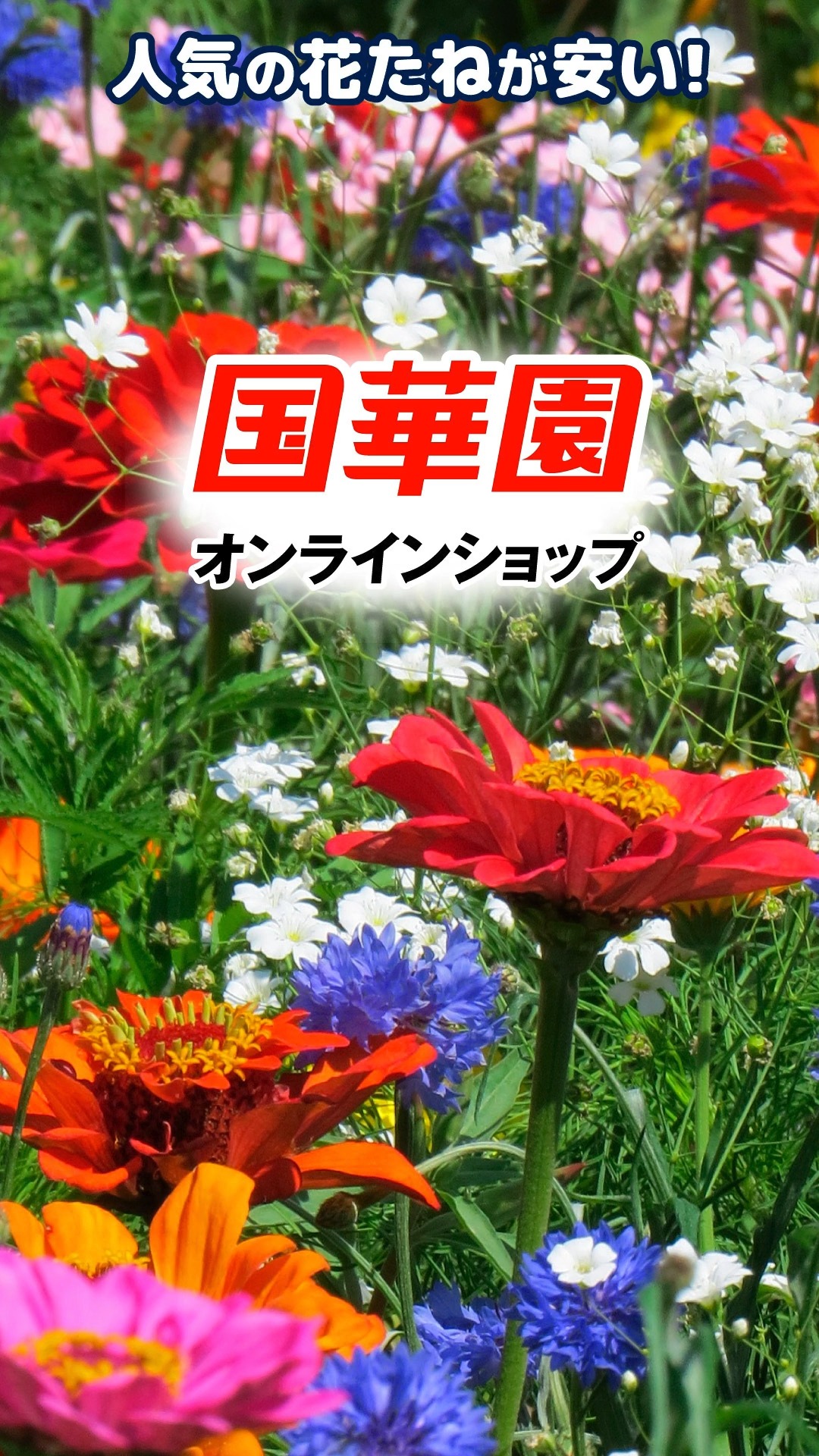 3丁　ミポ⭐︎りん 國治作