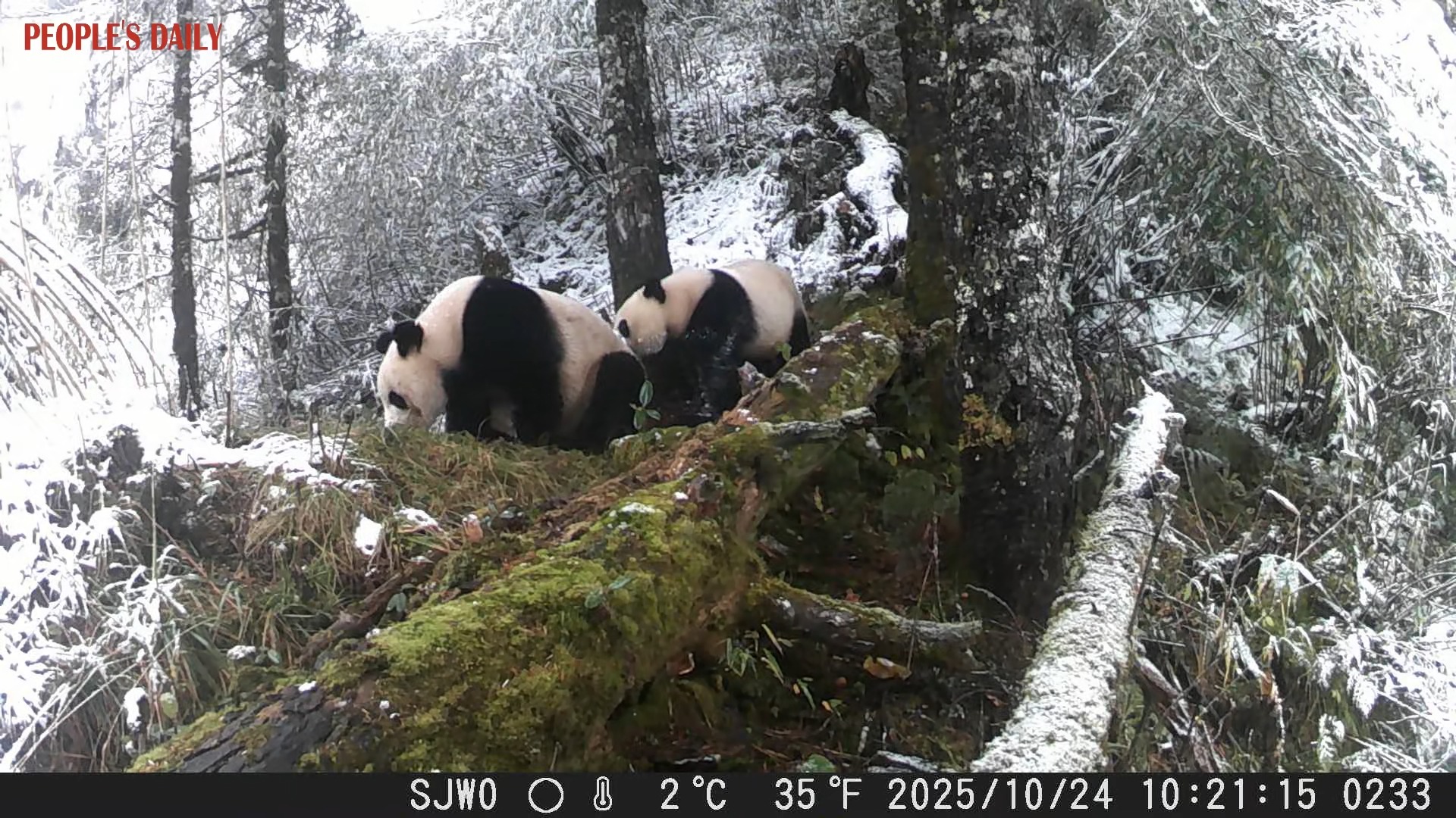 Local authorities have newly released rare footage of wild giant pandas ...