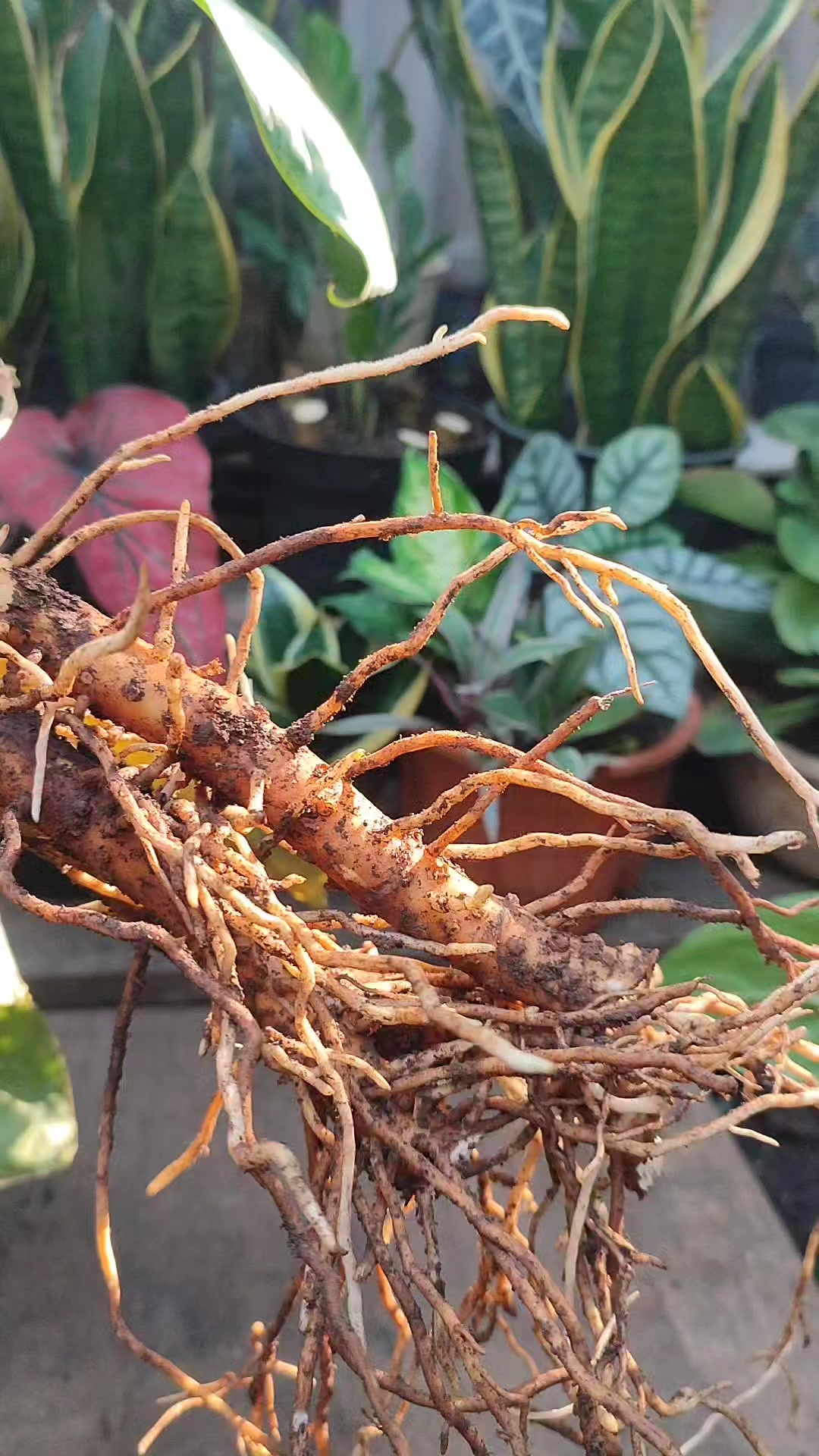 Caring for rootstok diven plant for propagate again this plant # ...
