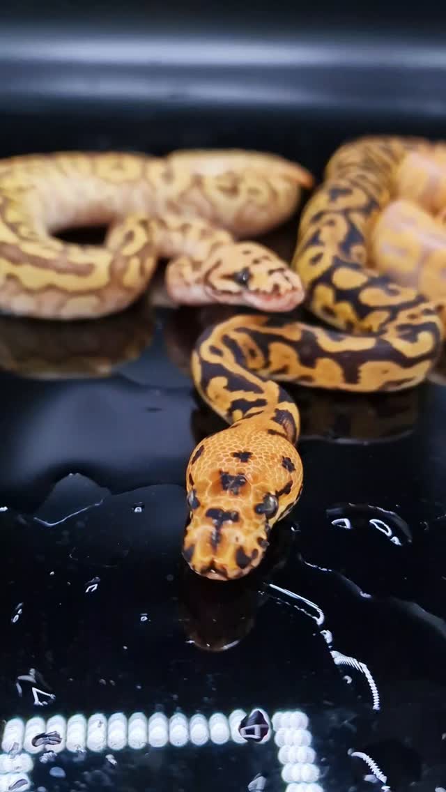 Super Leopard Confusion Clown! This guy is absolutely WICKED
