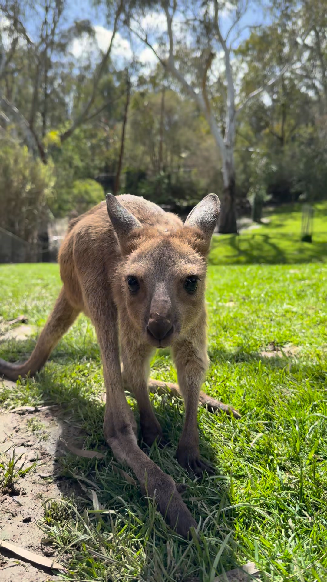 Spring’s in full bloom 🌸 and this little joey is soaking it all in! 🦘# ...