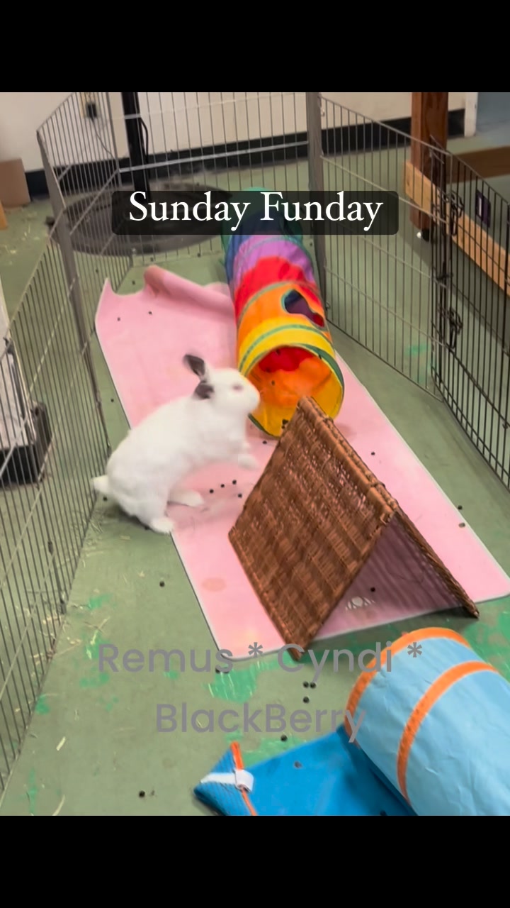 RabbitEARS on Reels | Facebook