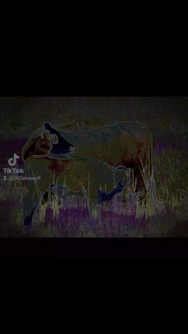 My cow photos edited with the magic pen effect, and then the lighted ...