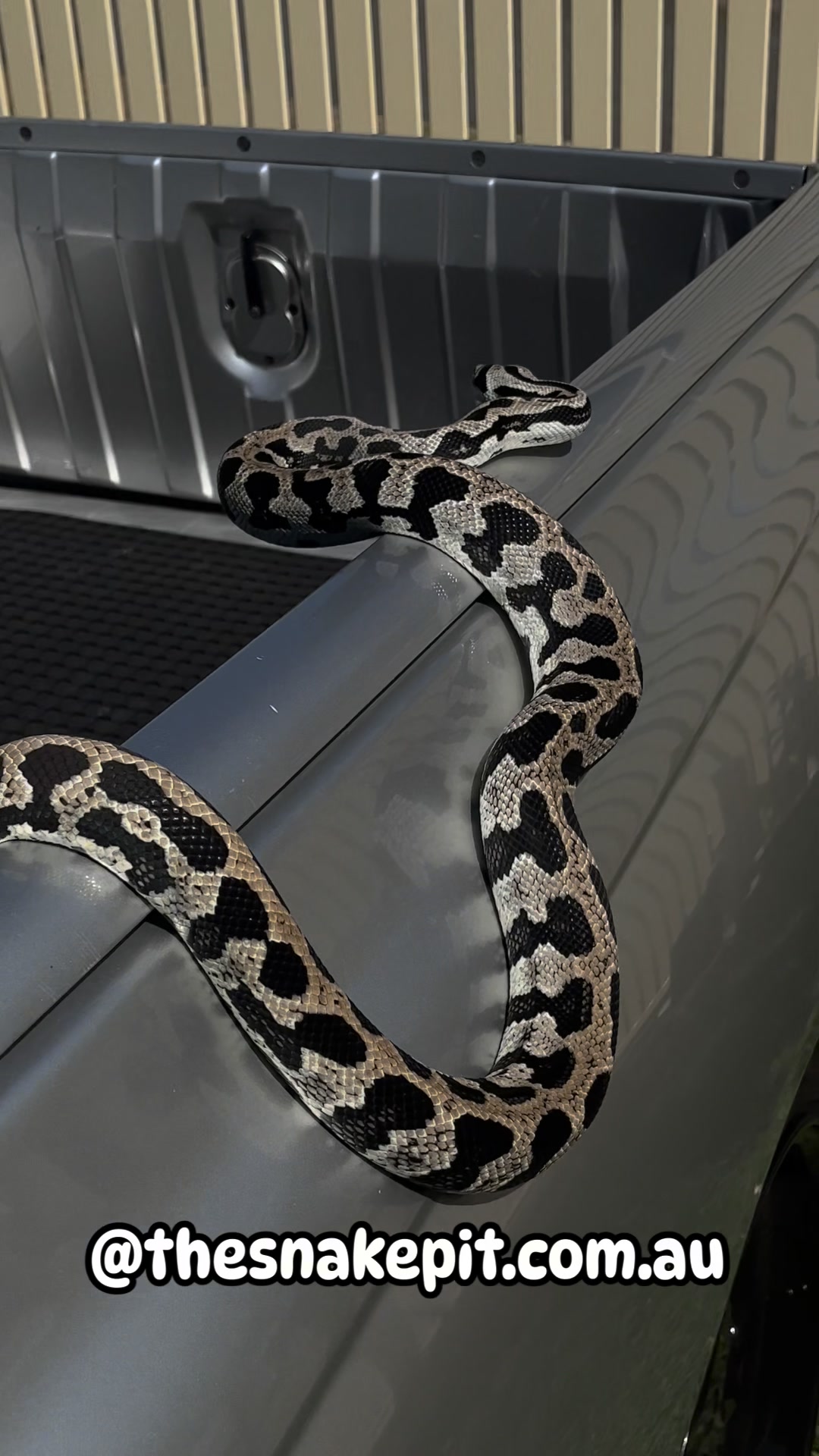 Pure jungle axanthic carpet python available on the website thesnakepit ...