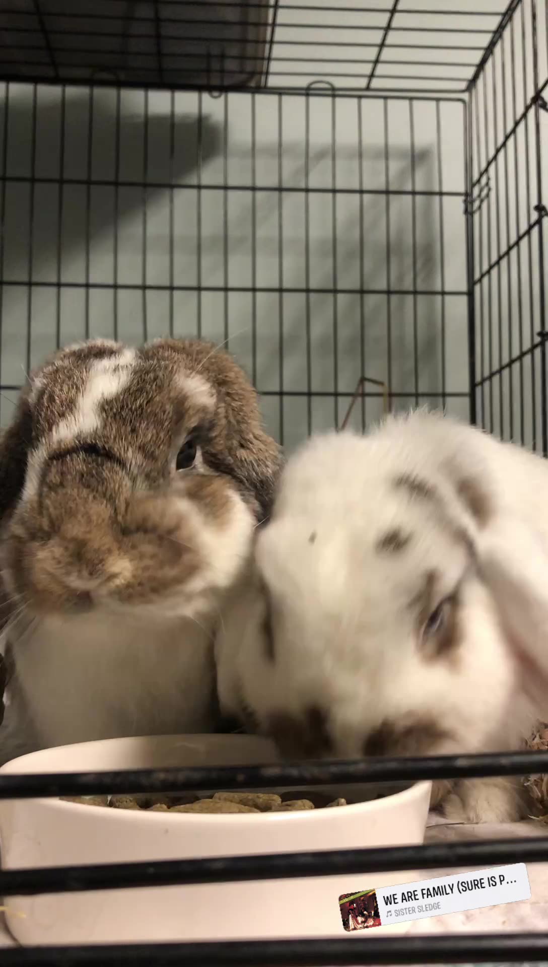 Adoptable sisters Emerald & Aquamarine have a message for you ...
