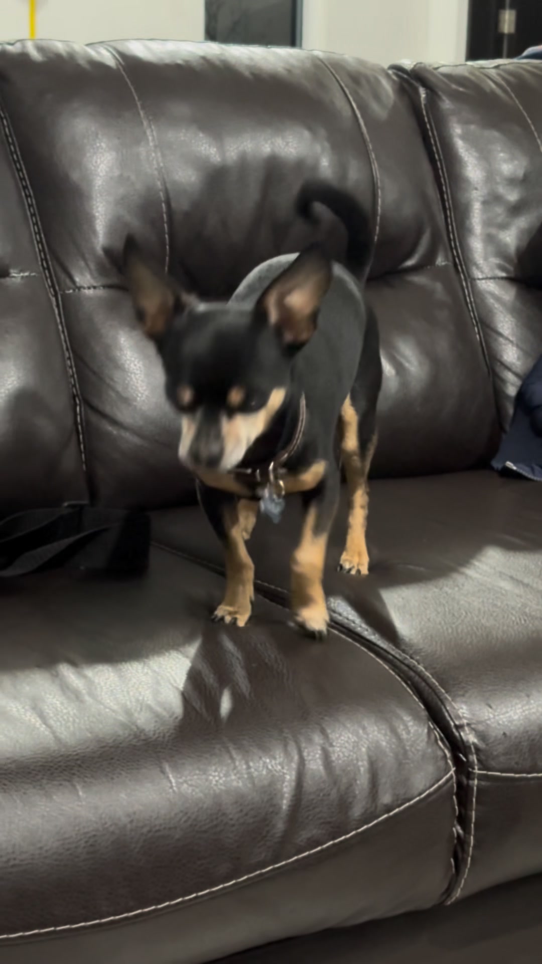 El amor más sincero y real es de nuestros perritos y gatitos, Randy ...