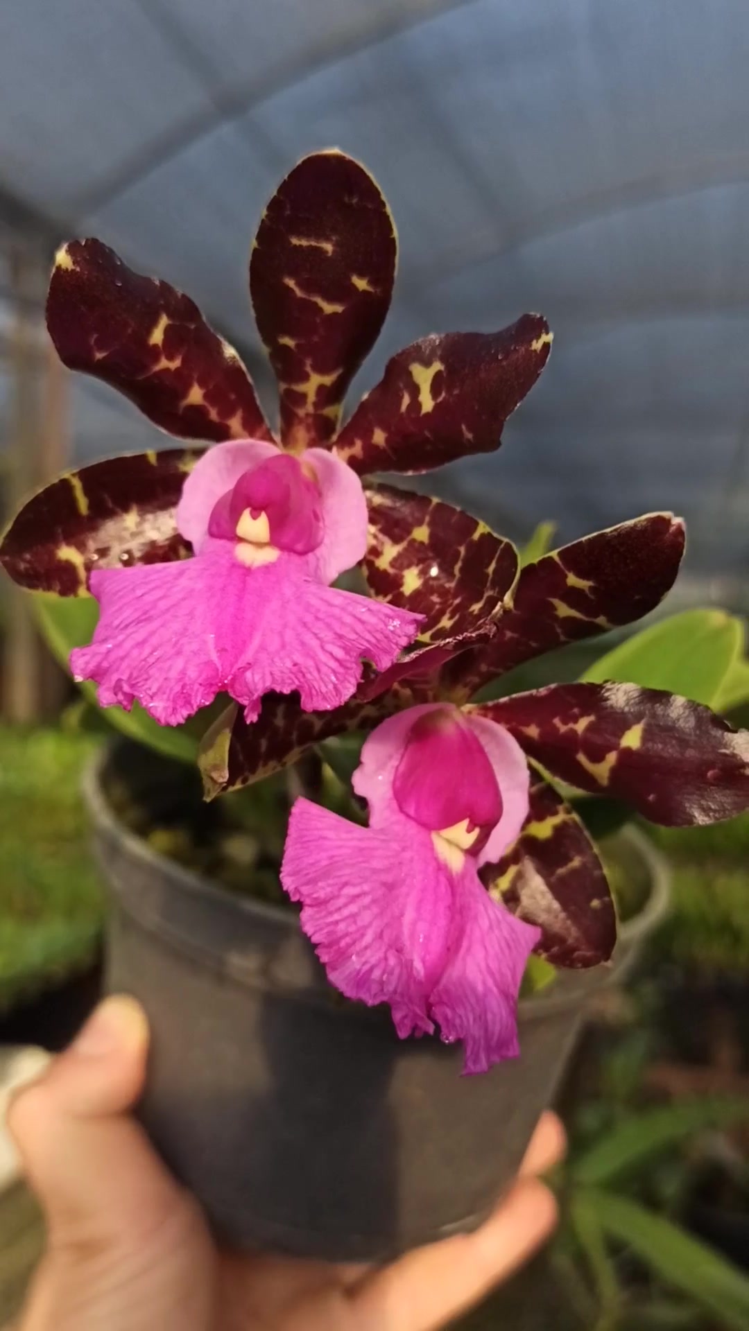 Cattleya aclandiae CANELA PRETA. - Jungle plant