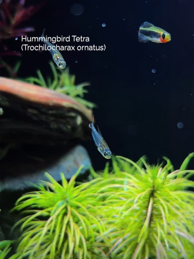 Hummingbird Tetra Small size, pretty fish but not easy to keep ...
