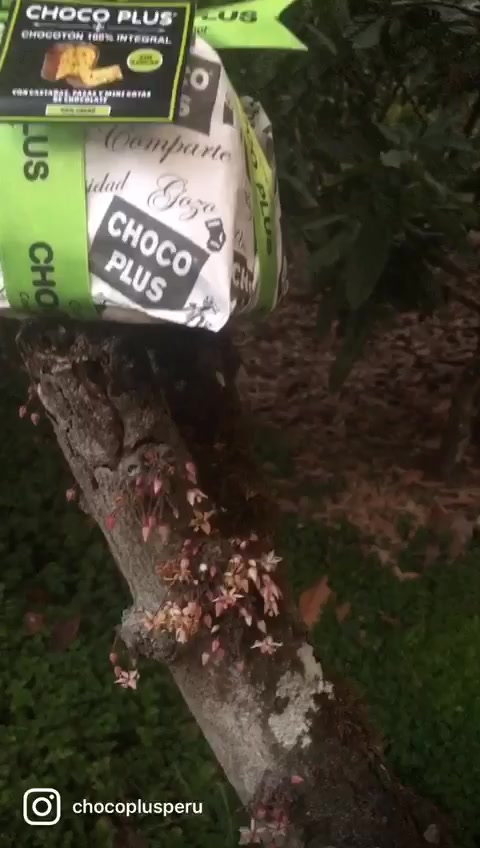 Querida Comunidad #chocoplus 🤍🖤 este año 2022 🎄te presentamos nuestro ...