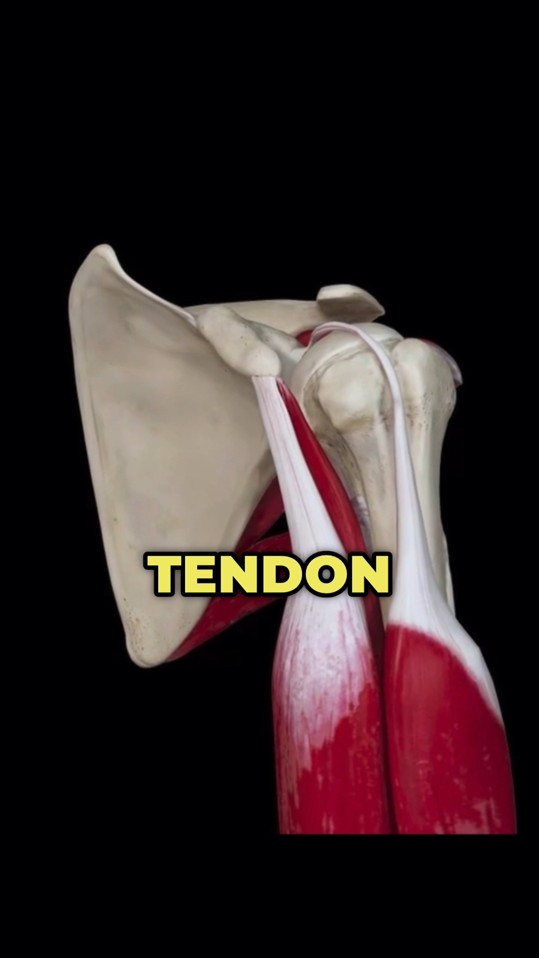 bpc 157 slap tear Experiences with physical therapy for shoulder injury? Peptides for Gut Health 1-bottle Format:10ml