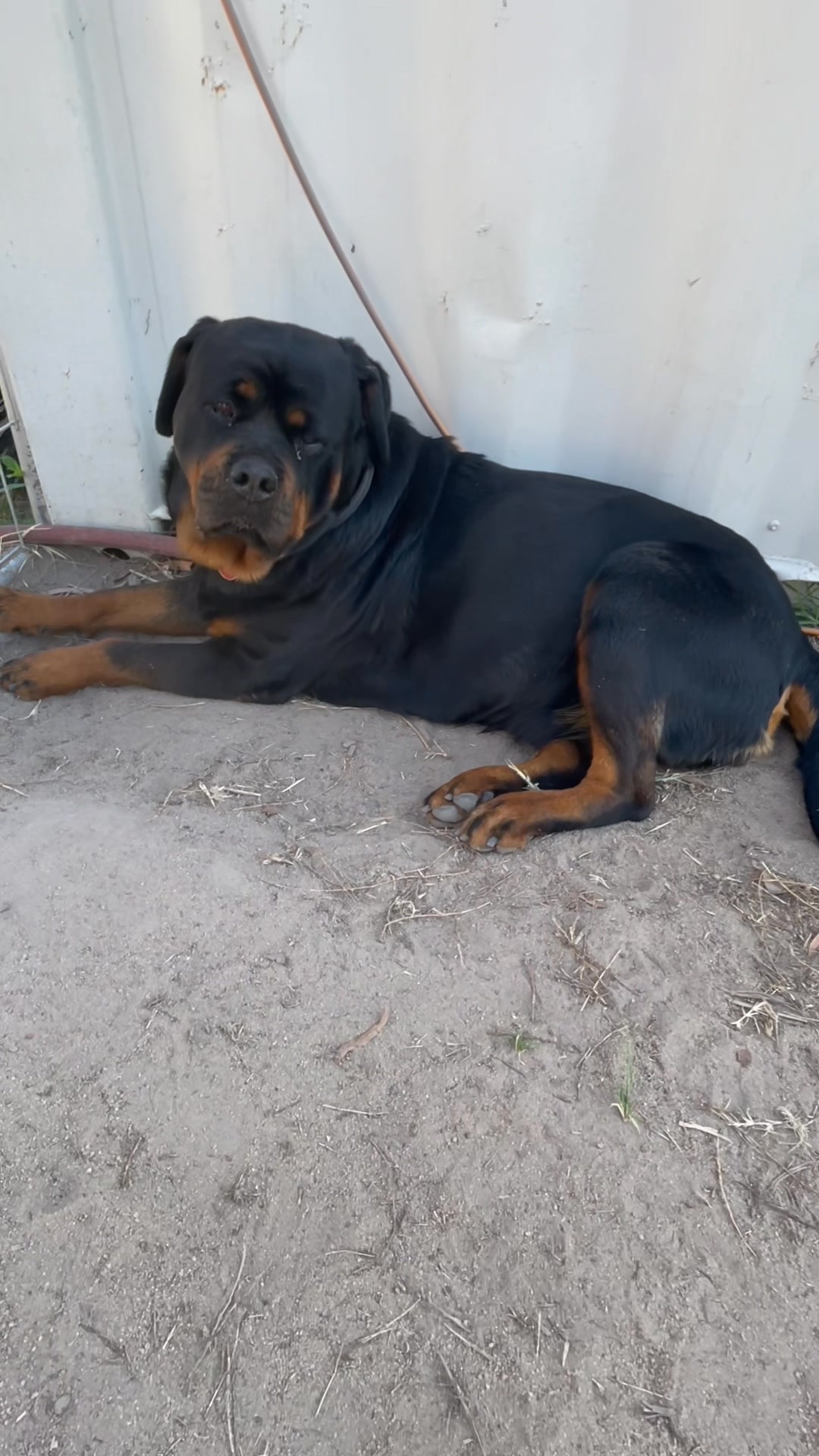 Looks like 🤔 we have puppies coming Xena 🤗 you will be having ...