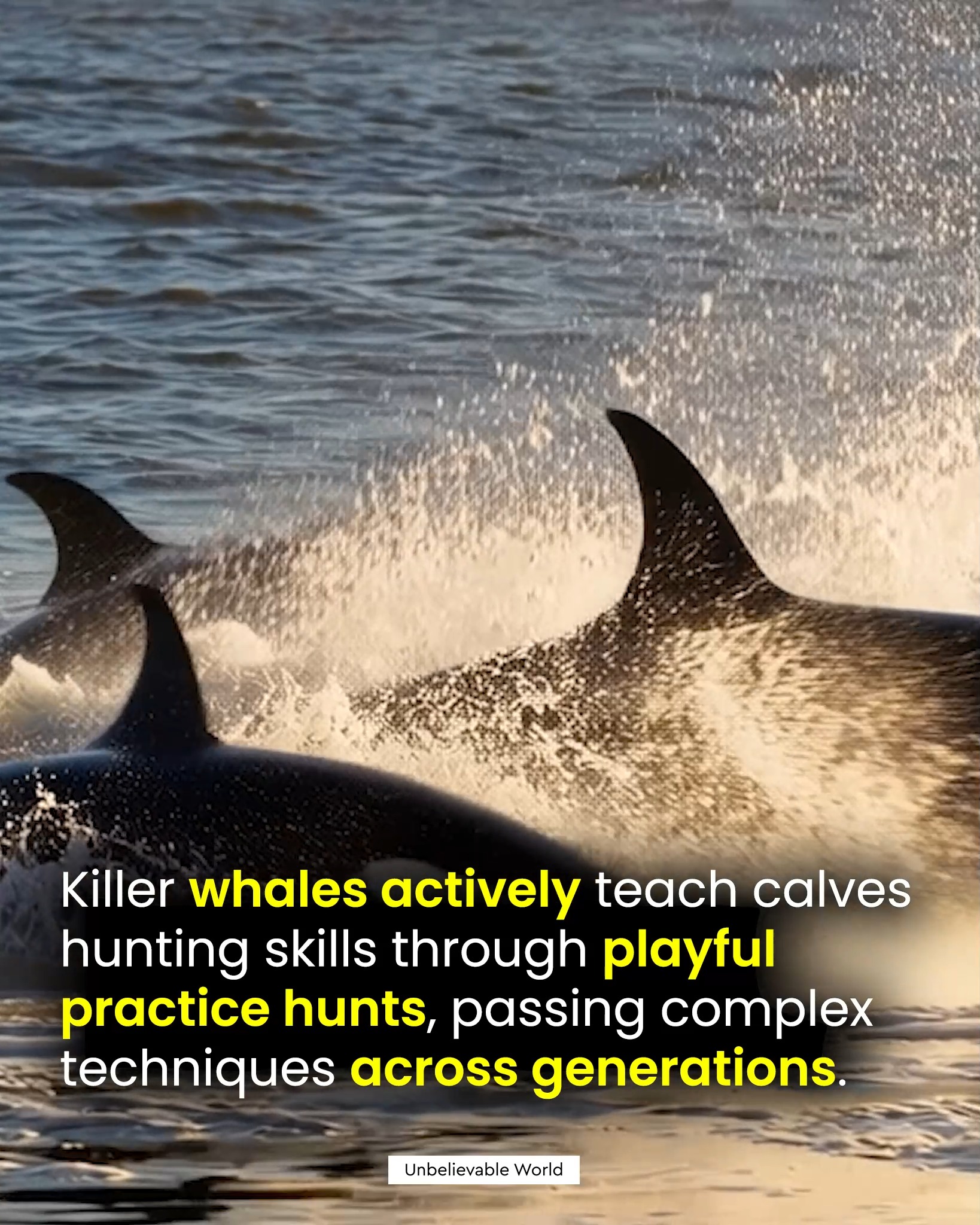The Ocean’s Smartest Hunters 🐋 Killer whales, or orcas, are among the ...