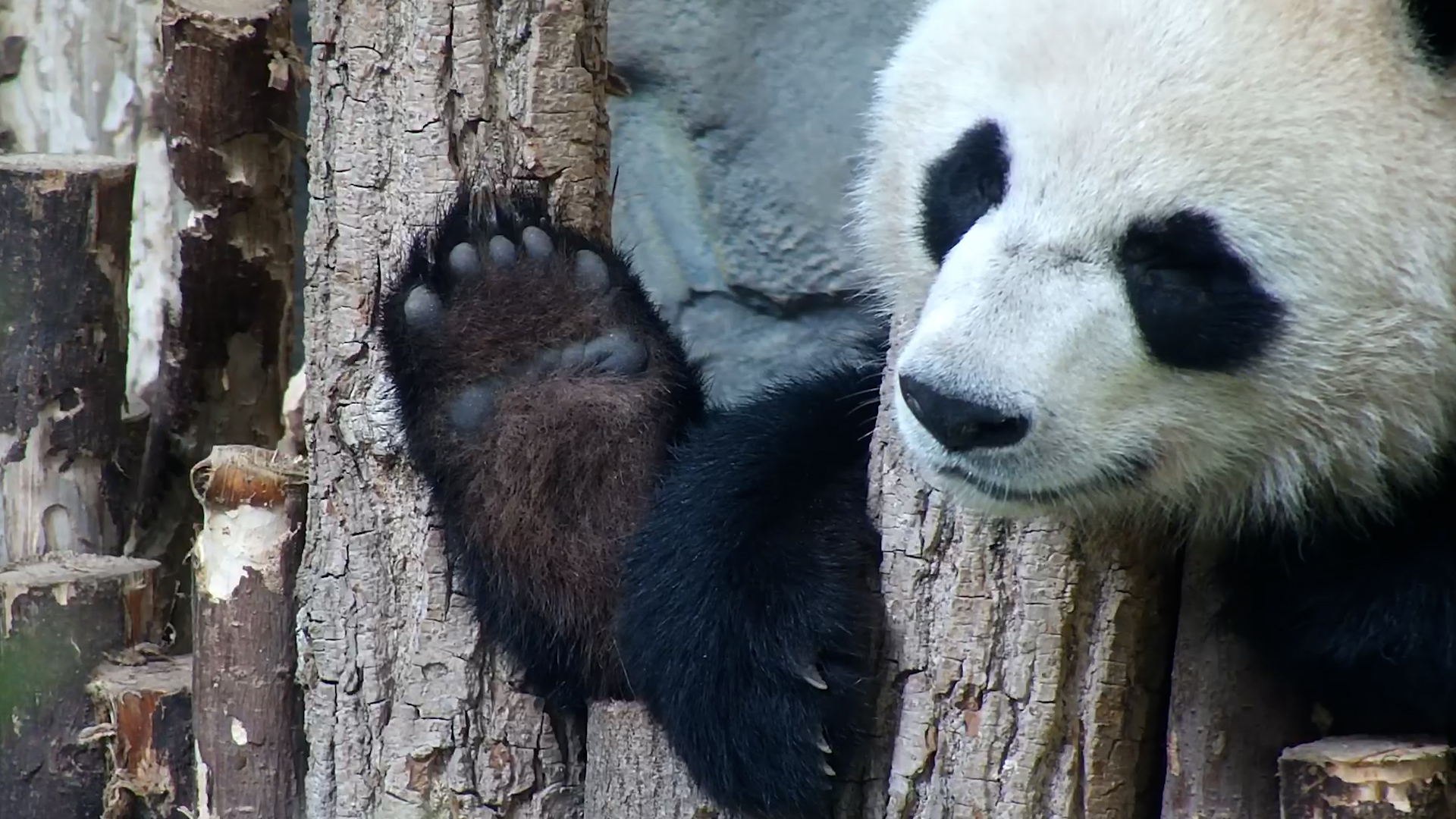 If you’re as obsessed with panda paws as I am, don’t miss today’s video ...
