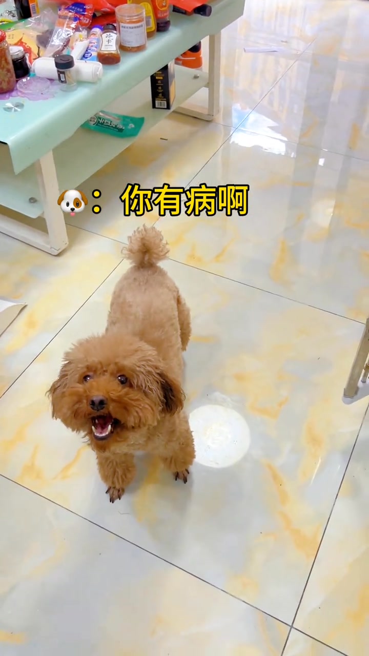 狗会竟然以牙还牙 #狗子成精了 #看一遍笑一遍 #逗你一笑😅😅😅烦恼忘掉 #今天你笑了吗 #创作灵感 | 日常撸狗皮皮 | Facebook