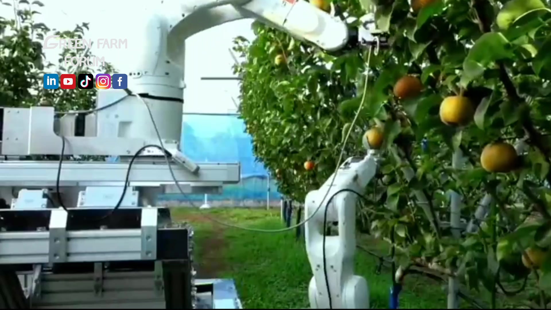 How technology is transforming Japan's agriculture: Apple robot harvest ...