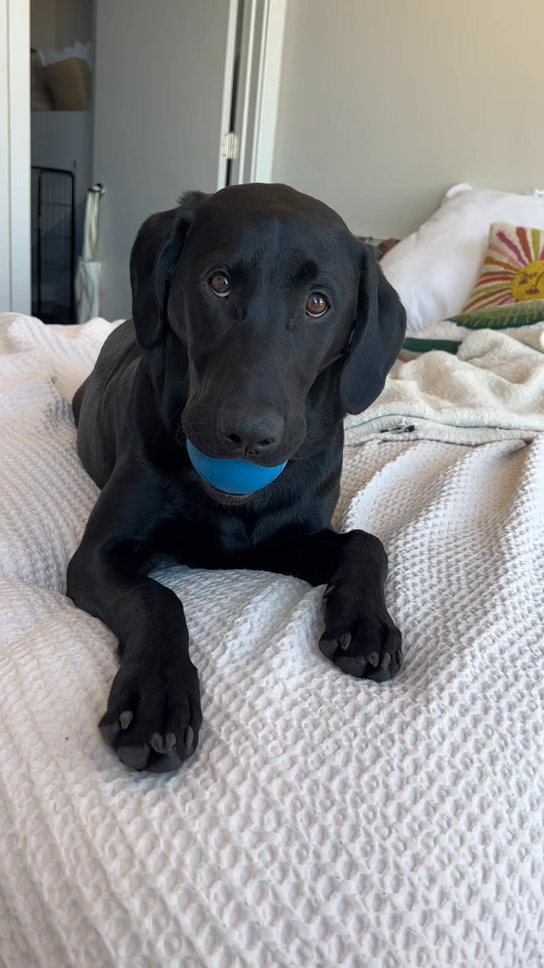 to sum it up for you guys, im adorable (7208965344688606510) #lab #dogs ...