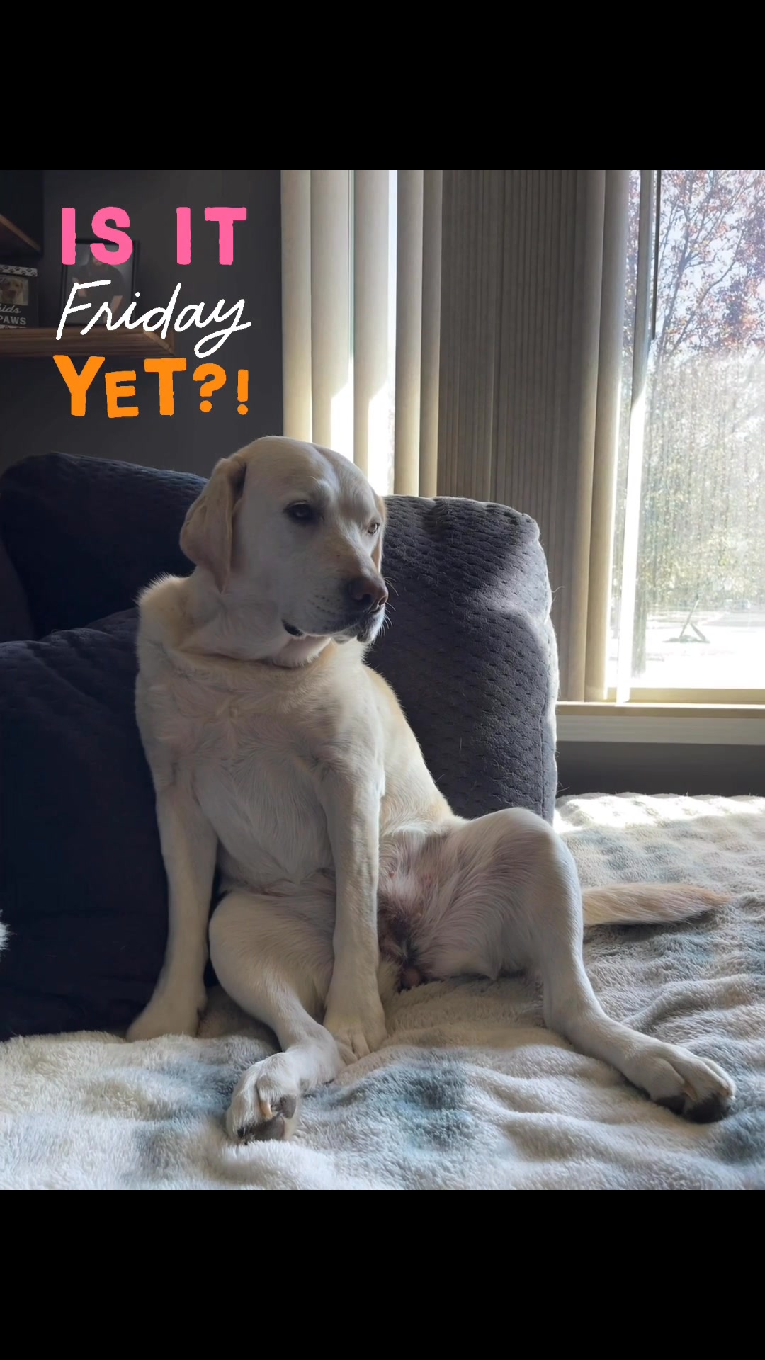 It’s been a ruff week and it’s only Wednesday! | The PeanutButtercup ...