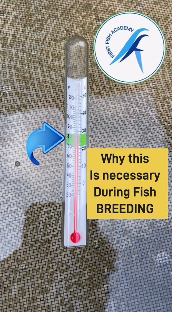 Successful Fish Breeding? Try this #fish #followers #highlight First ...