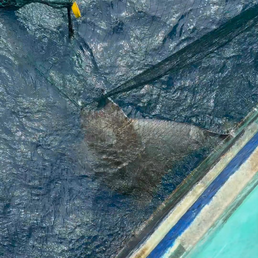 🤩MOSTER FIHS CATCH😳 Screw fish ‼️ #seafood #fish #fishing # ...