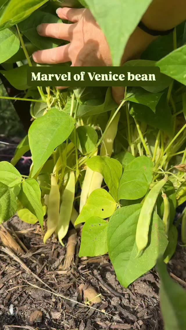 So excited to be bringing new (old) varieties to our shelves soon. Lots ...
