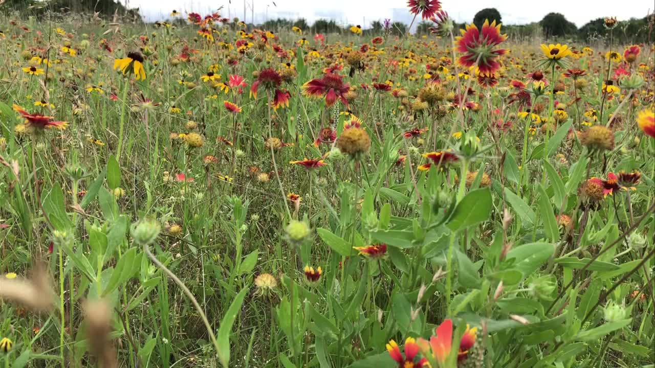 The wildflowers are in full bloom on Bullet Prairie! #LFCBSA #scouting ...