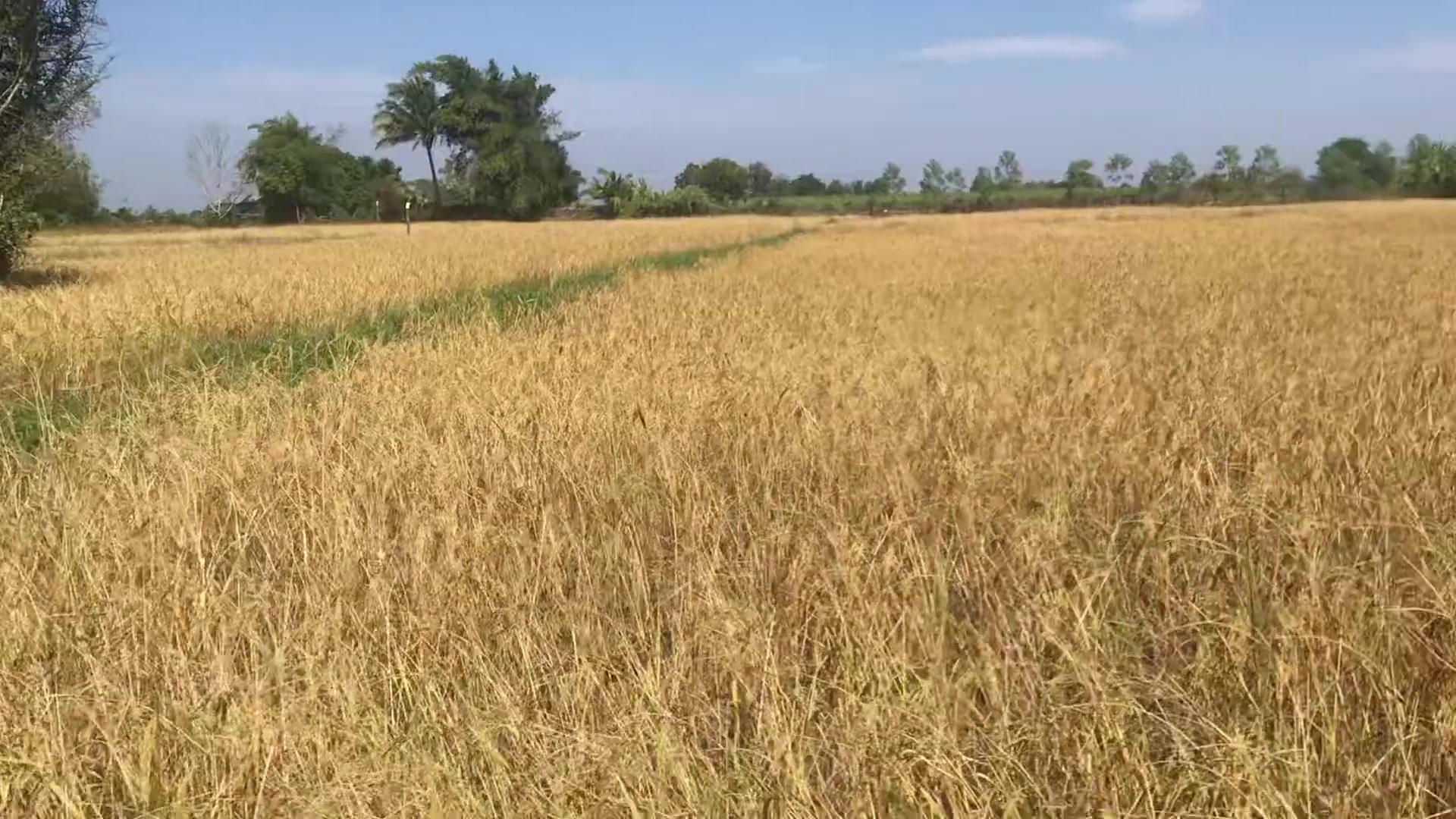 The TG's parents are rice farmers. This is the first year they've ...