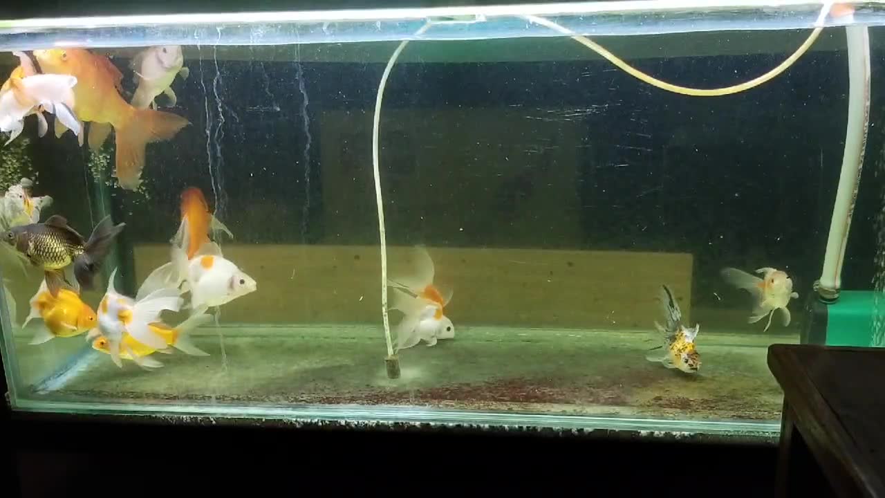 ALPHA FISH MAGNET