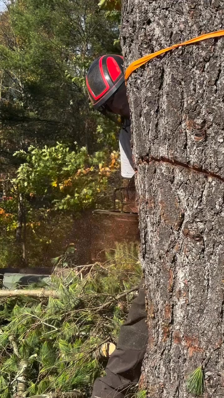 Threading the needle | CB Tree Service LLC | Facebook
