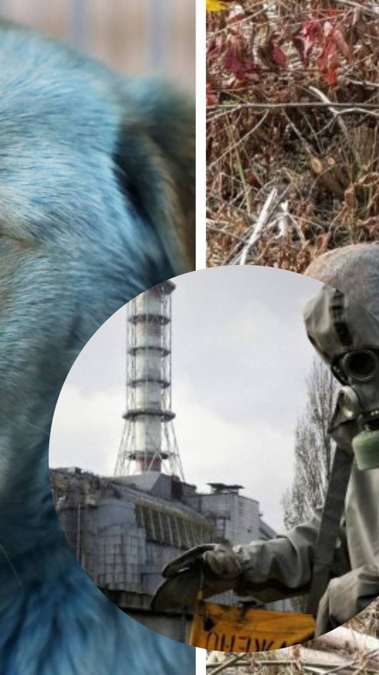 📍Perros azules de Chernóbyl intrigan a científicos y rescatistas En la ...