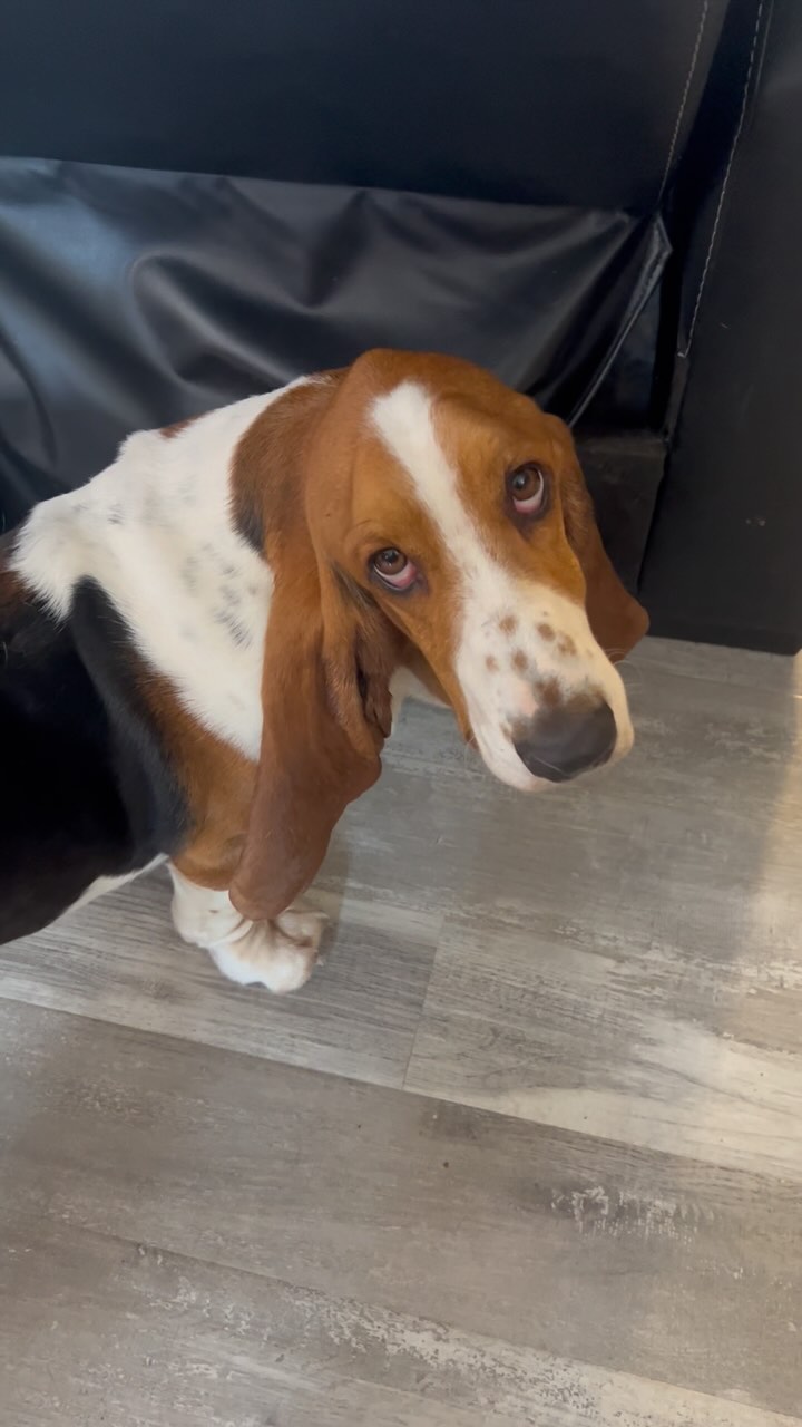 Ruckus hides his bone in the pocket of the couch. Newest trick 😊 # ...