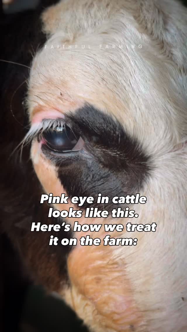 Pink eye. Every cattle farm deals with it. Especially in the fall when ...