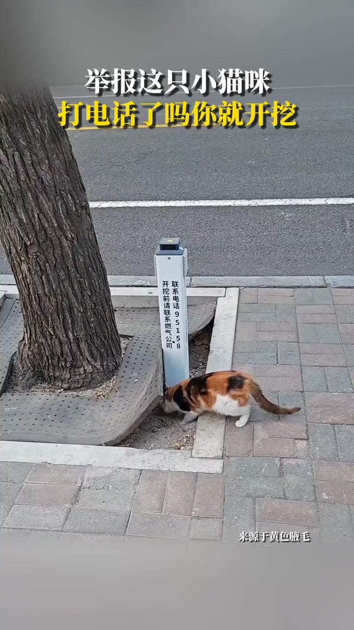 迷迷貓貓與牠們的產地 | 快抱緊處理 | Facebook