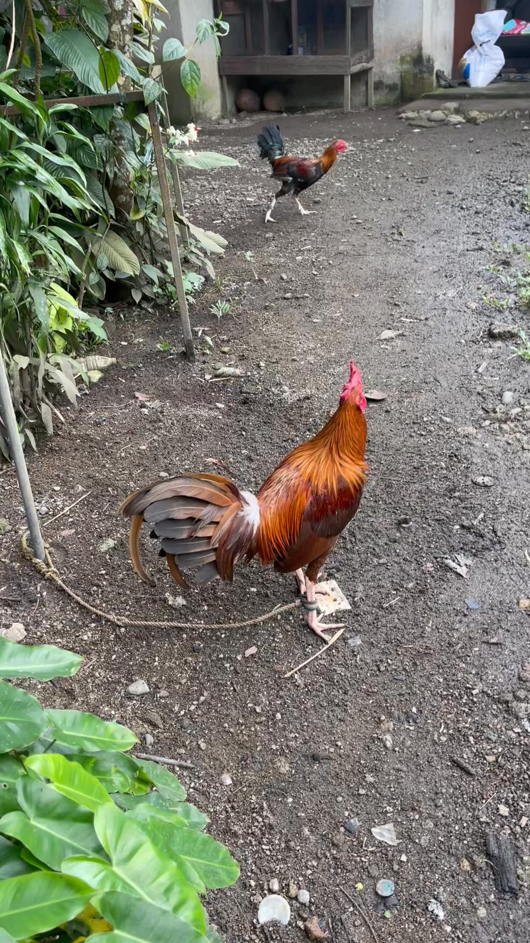 Asa daw akoa farm Wala koy farm mga bossing Mao rana akoa area ...