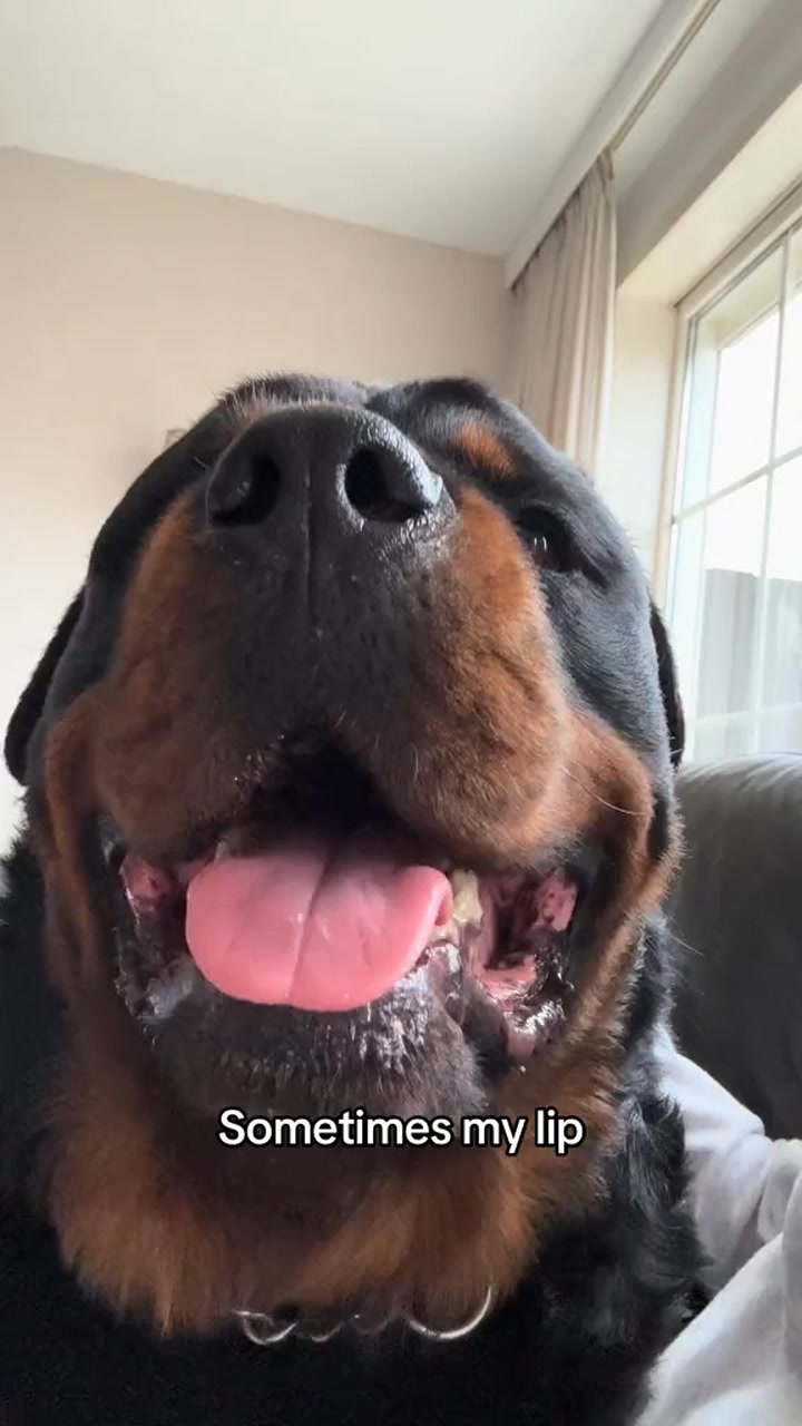 Do you think i look weird #rottweiler #doglover #dog #funnydog | Dyce ...