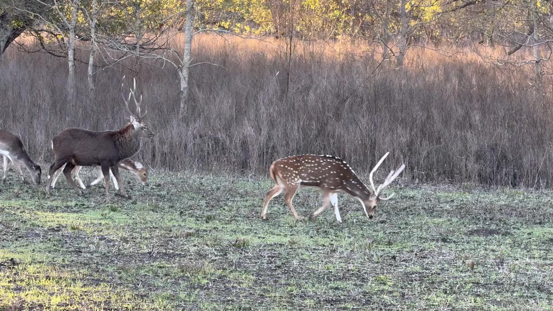 Cane Row Ranch on Reels