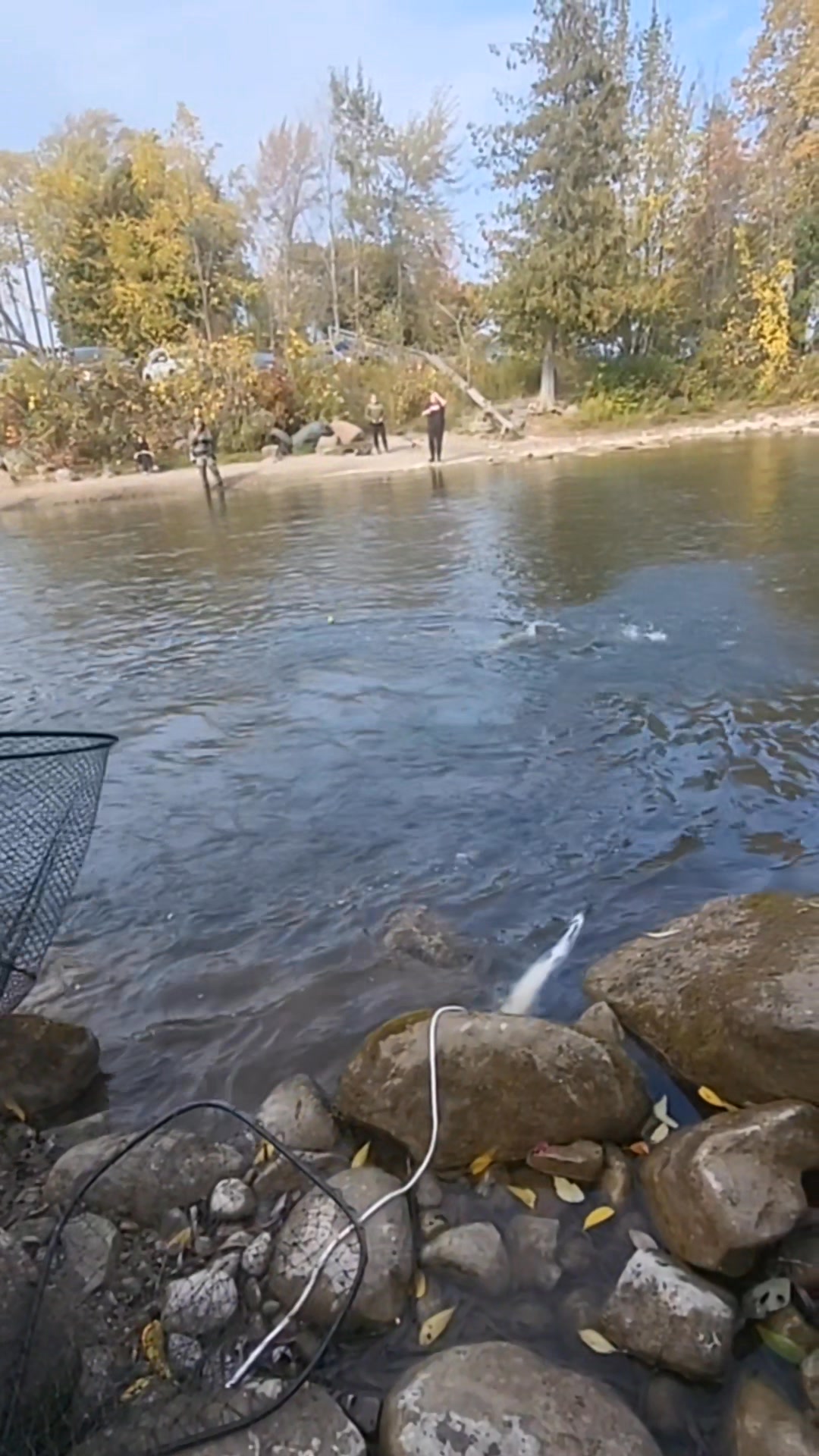 Catch, quick net and release. #fishing #river #salmon #fish #nature # ...
