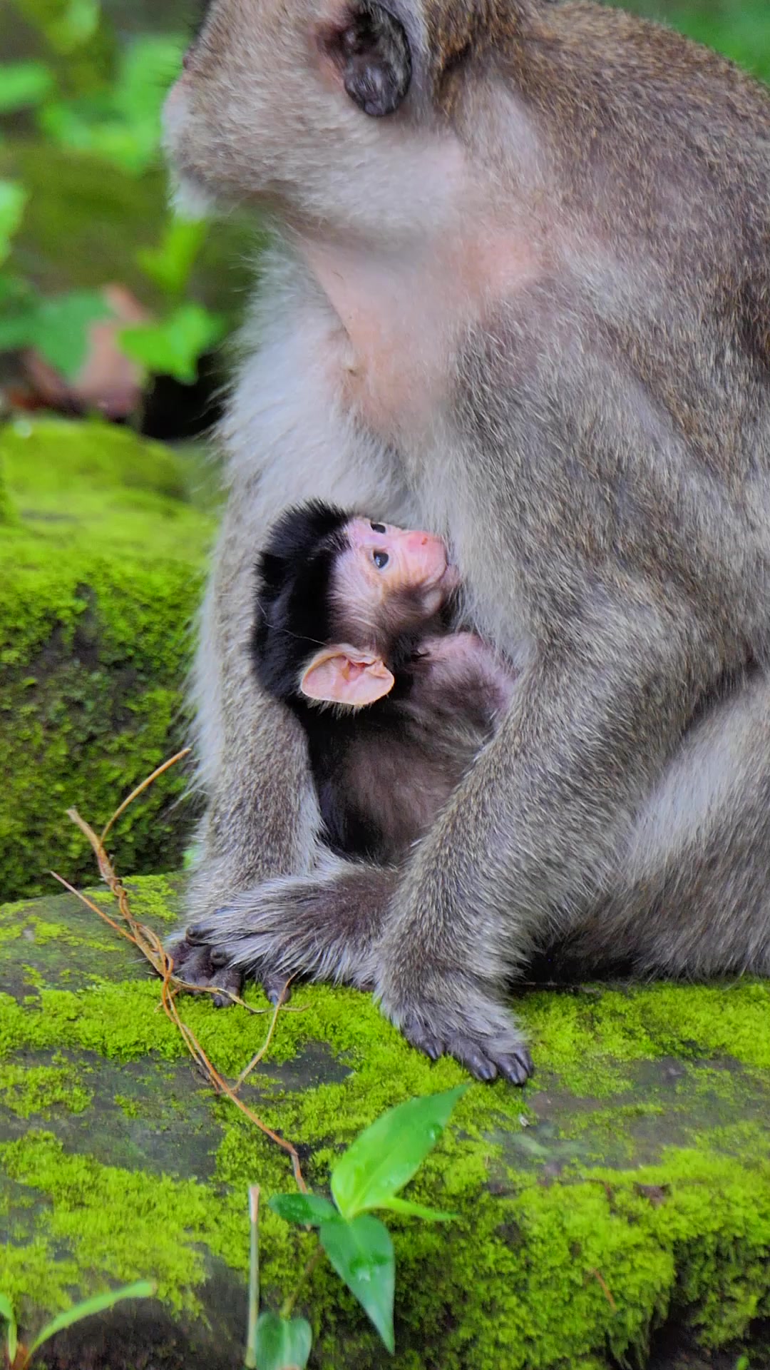 Little Monkey Luno Stay In Normal Weight Not Gain up But Look Healthy ...