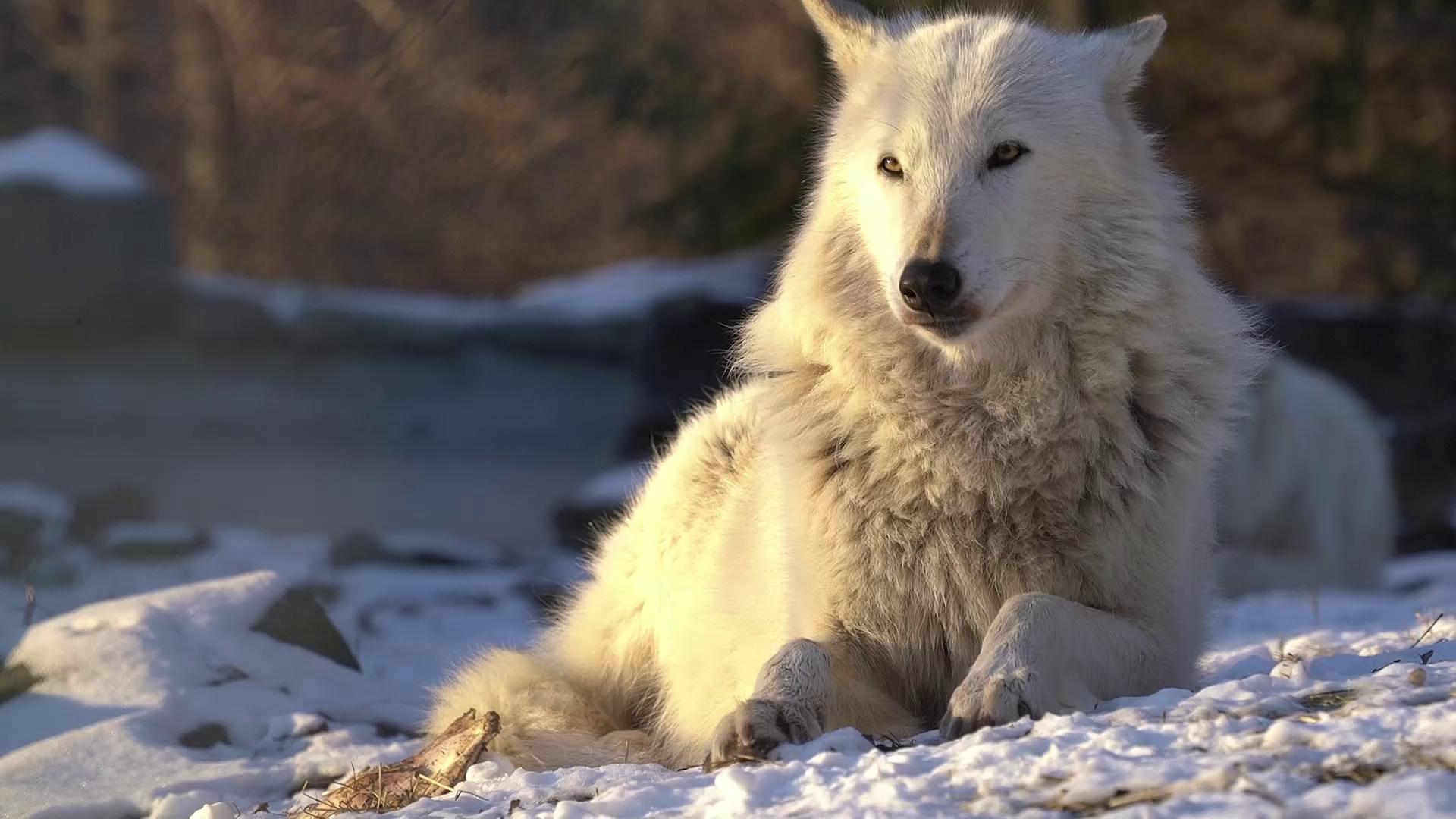 25 days of wolves | Day 3🐺 Today we're featuring our late ambassador ...