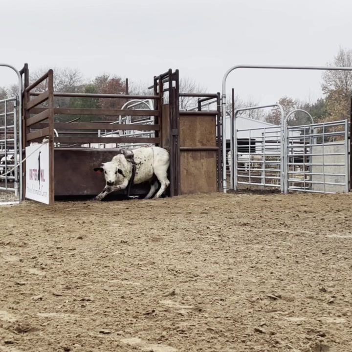 First trip on this 2022 model bull calf! Rafter KL 202 Sire: +220 ...