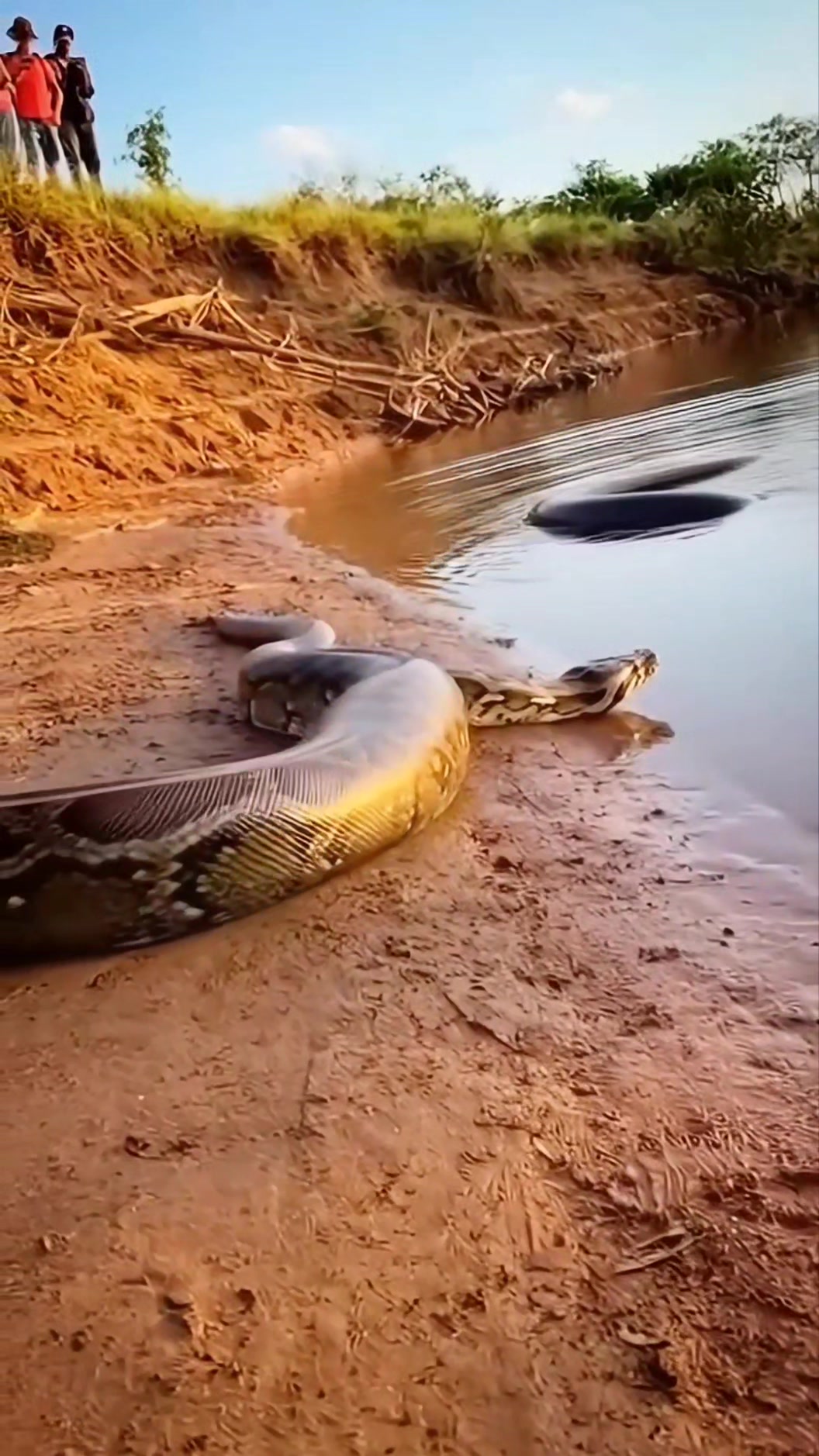 Python vs electric eel 😦🐍 #wildlife #animals | Lalit Kumar | Facebook