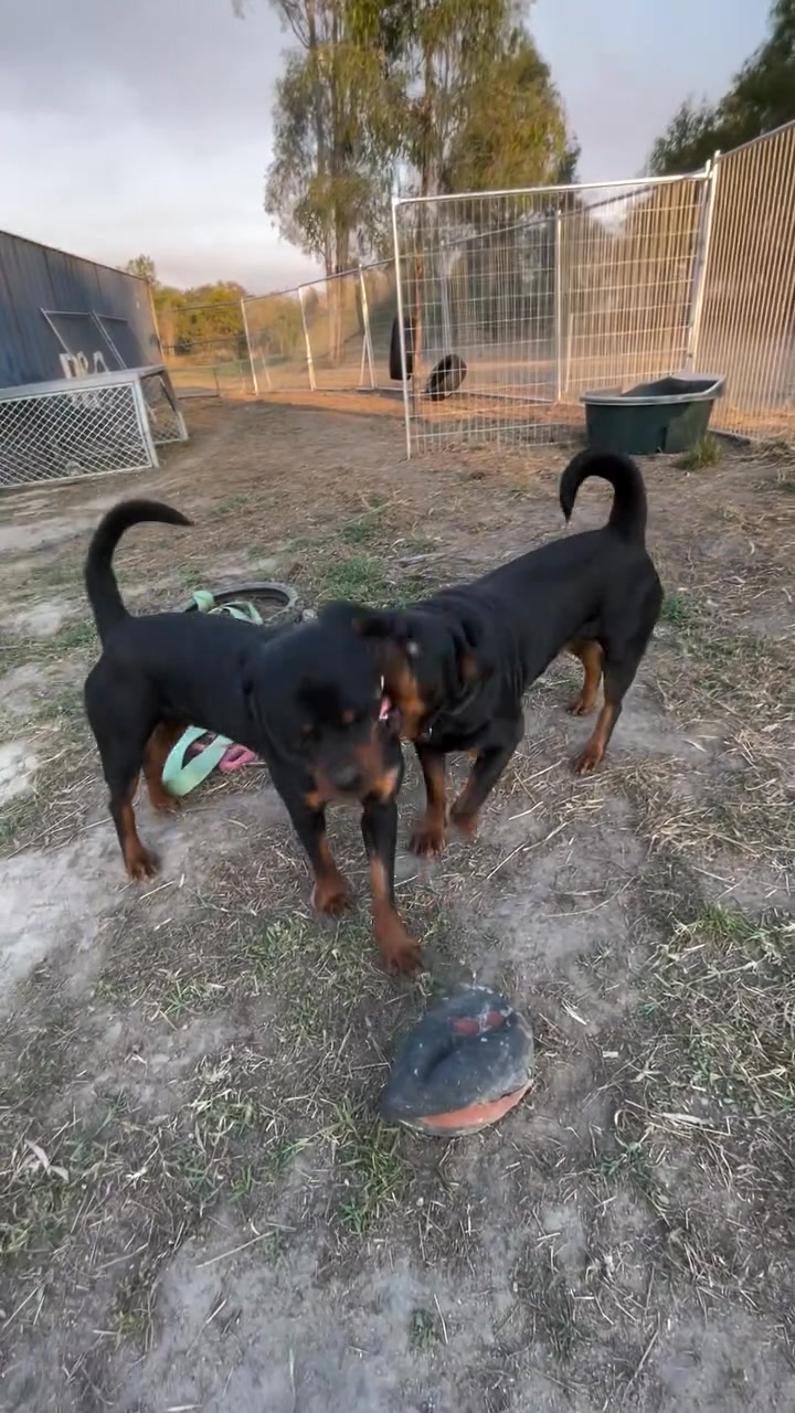 Play time 🤦‍♂️ | Growler Rottweilers | Facebook
