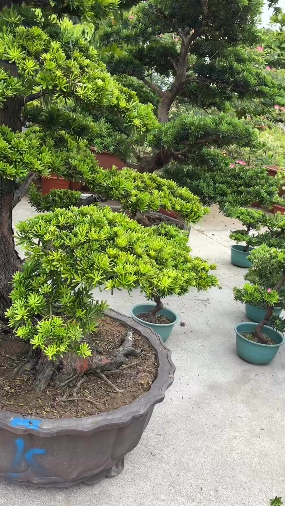 Podocarpus Bonsai # 金钻罗汉松盆栽New arrivals | Koon Lee Nursery