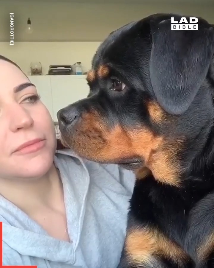 This woman shows what life is like with three massive Rottweilers... 😂😍 ...