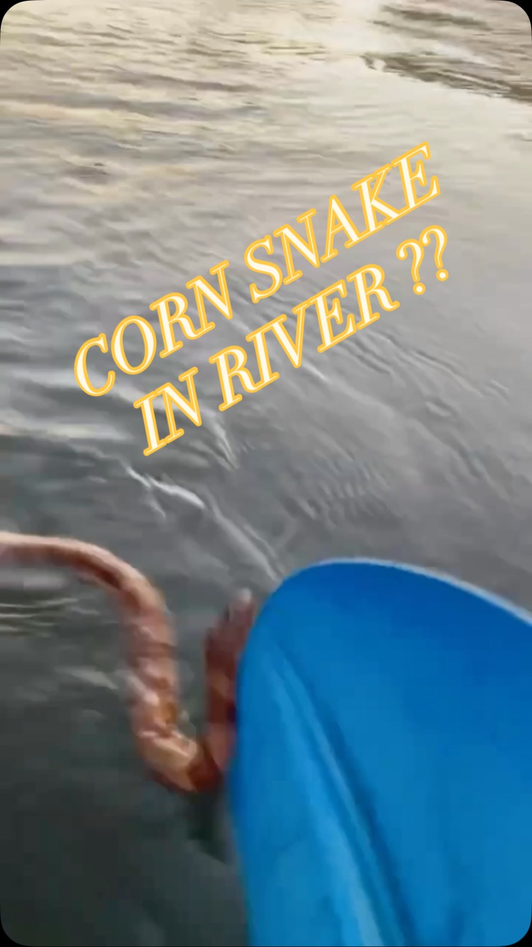 CORN SNAKE tried CLIMBING on my KAYAK #wtf #kayakingadventures # ...