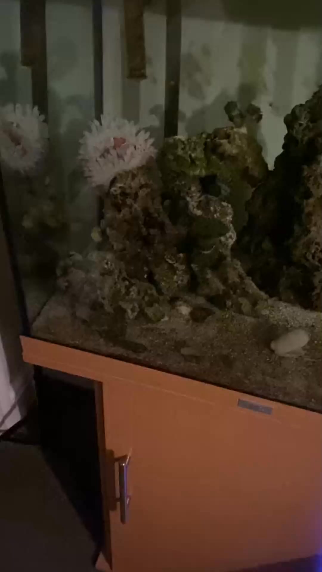 did you know fishes colour fade at night fish can control their ...