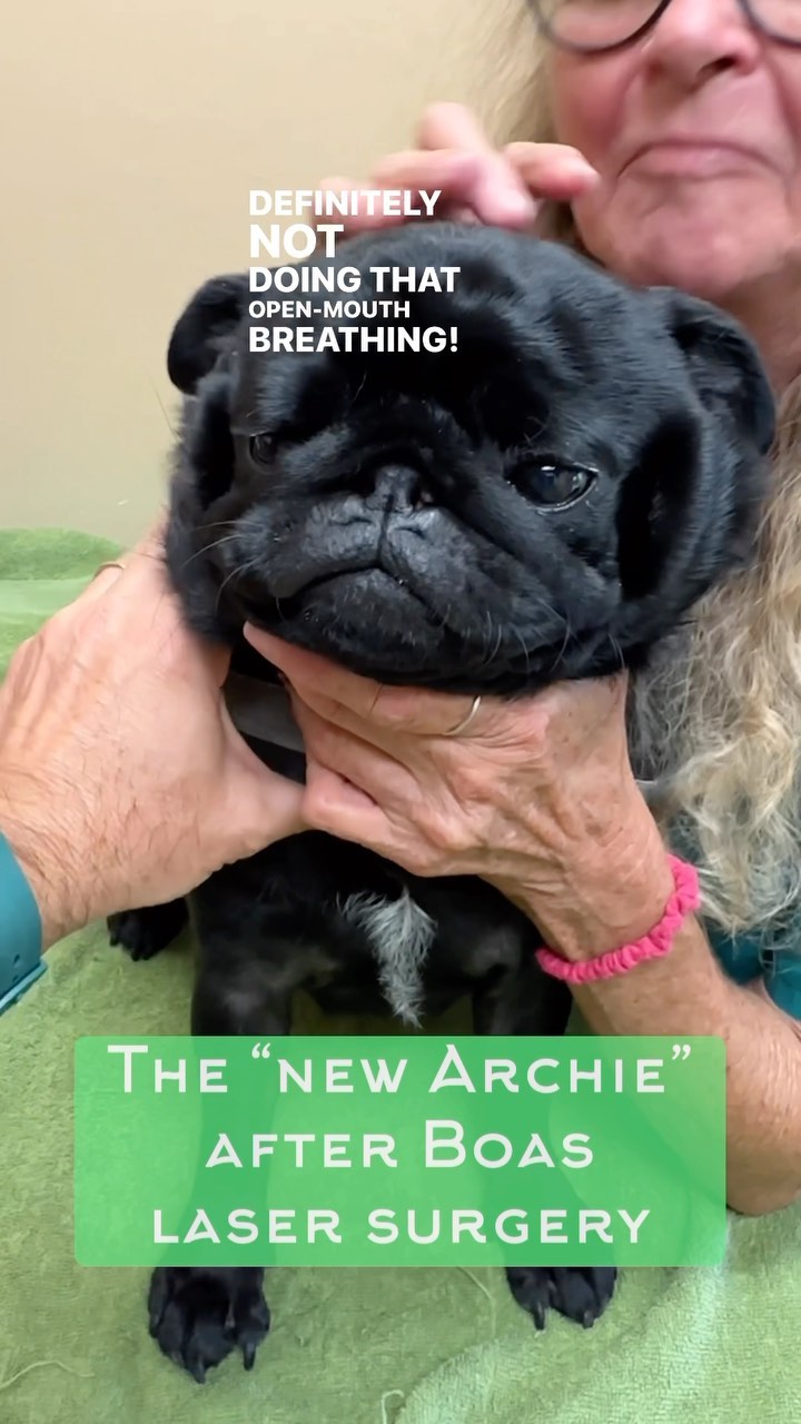 Before BOAS Surgery Archie was PANTING 😮‍💨 , MOUTH 👄 BREATHING, TONGUE ...